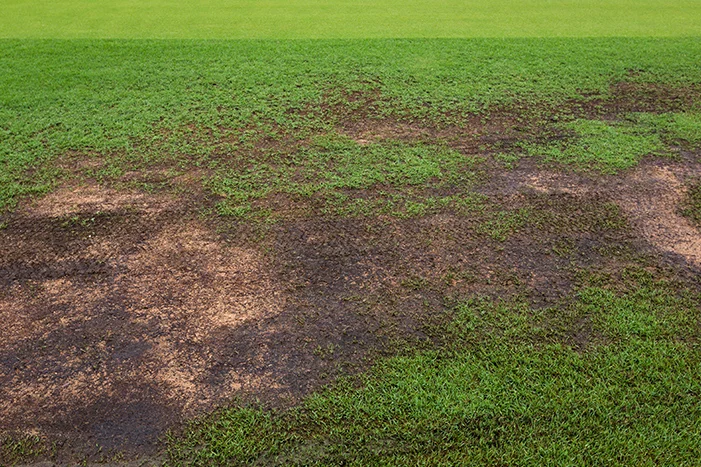 Trockener Rasen mit braunen Flecken